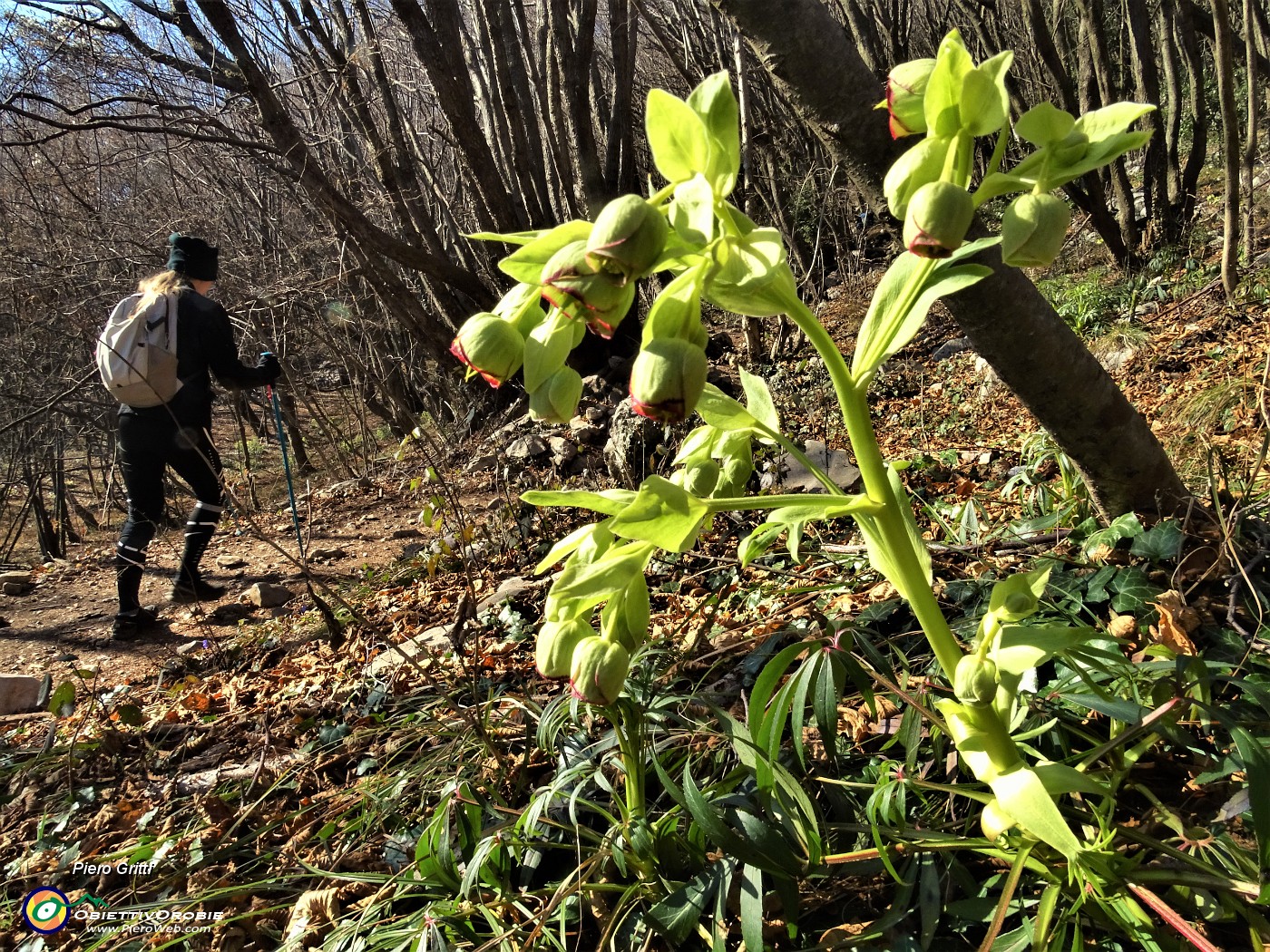 10 Ellebori verdi (Helleborus viridis) sul sent. 571 di salita da Roncola al Linzone.JPG